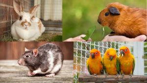 How to Take Proper Care of Confined Pets?