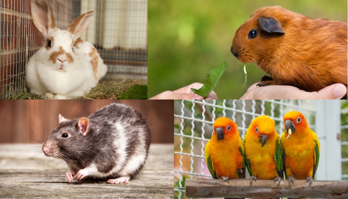 How to Take Proper Care of Confined Pets?