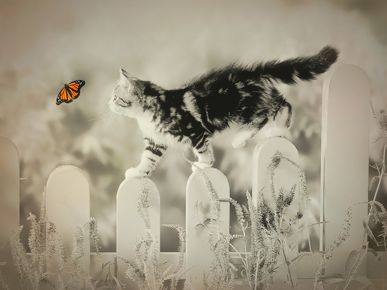 Did You Know These 7 Cat Fun Facts?