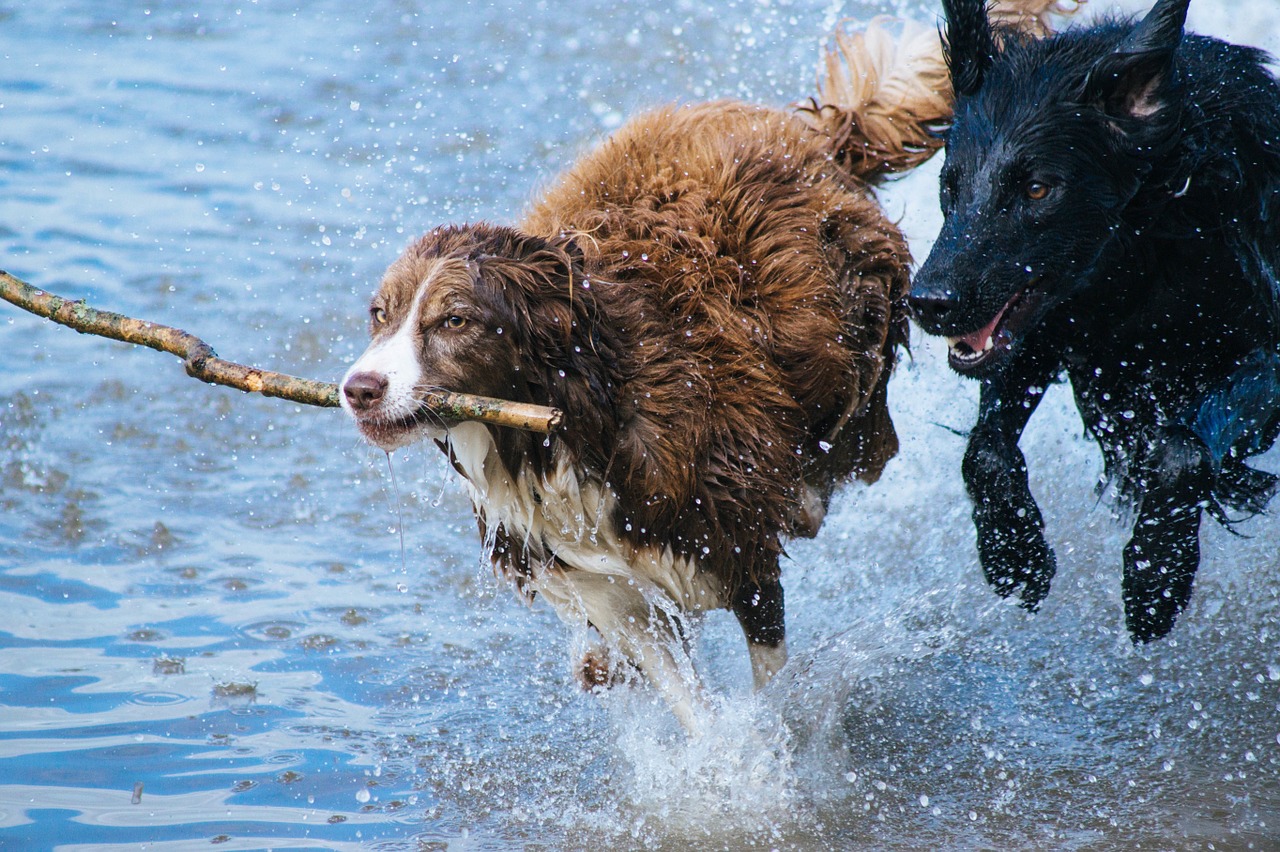 Dog Fun Facts You Would Like To Know