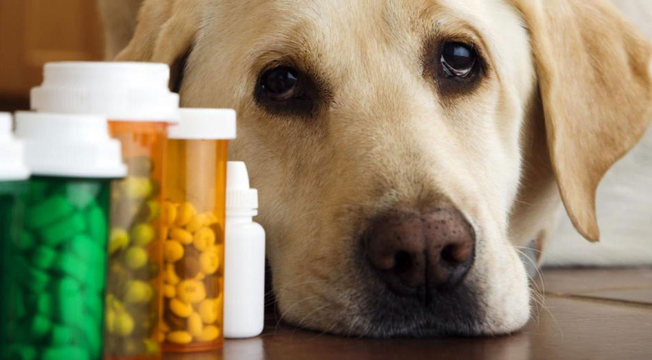 Abnormal Behavior of Dogs: Cause and Solutions