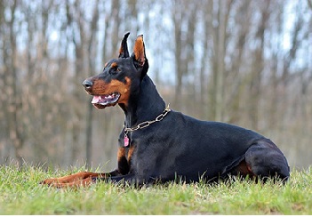 Top 25 Dogs That You Can Bring Home For Safety Purpose