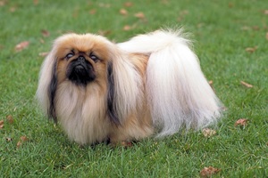 Top 25 Cutest Lap Dogs That Can Be Fit Into Your Arms – Petofy