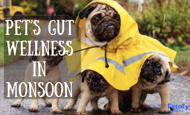 Tips To Protect Your Pet’s Gut Wellness From Monsoon Disease