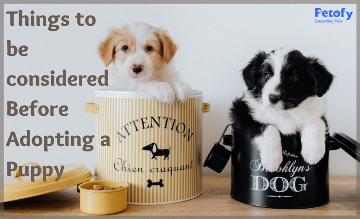 Things To Be Considered Before Adopting A Puppy