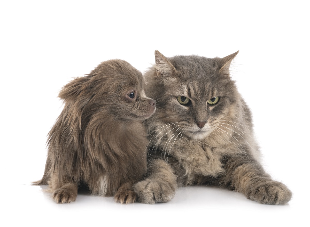 Why taking care of your pet’s hair is important?