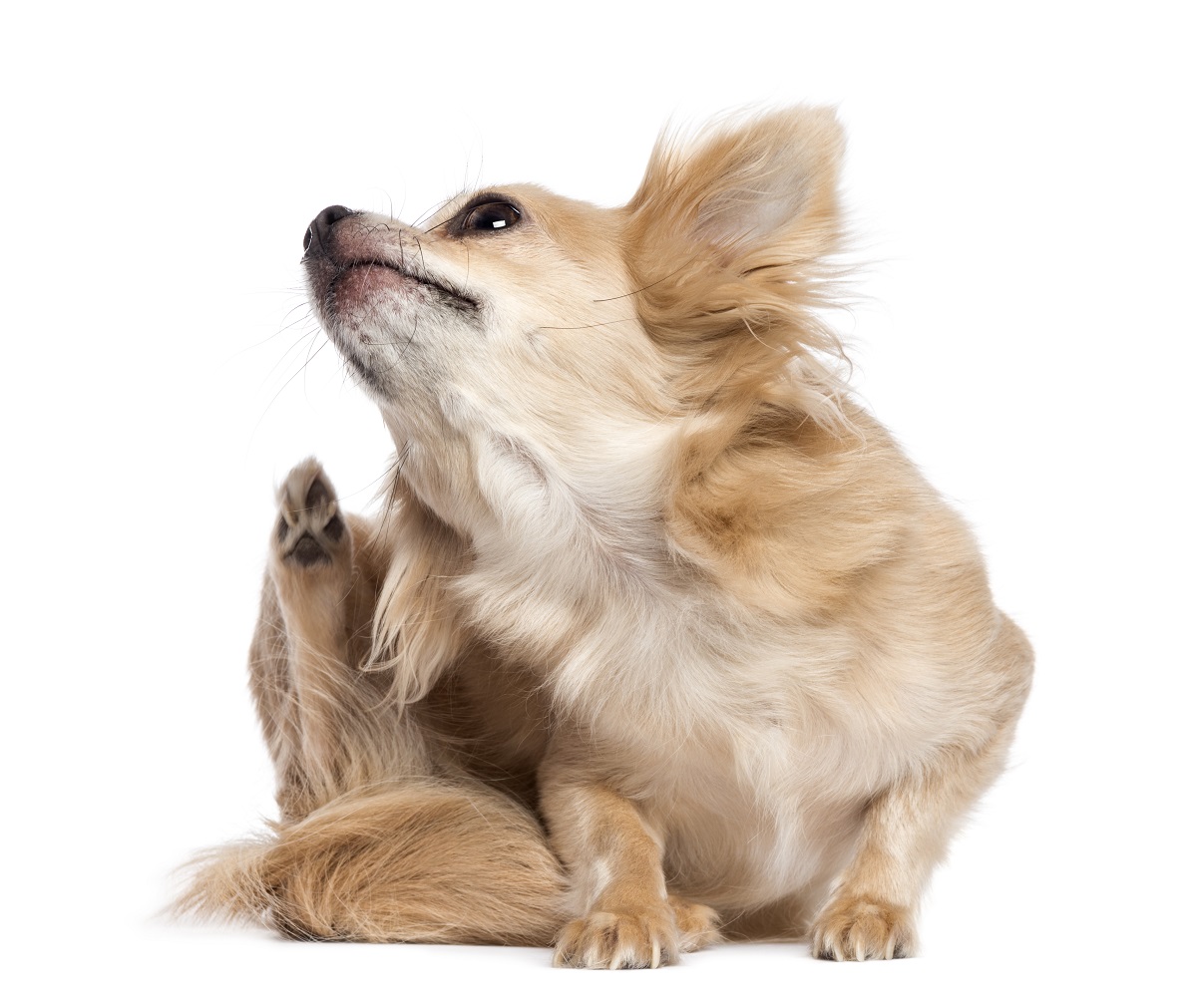 What to do when Ticks and Fleas are worrying your pets?