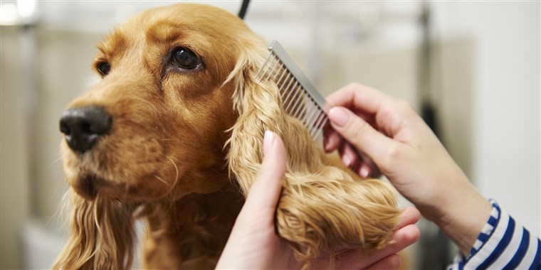 Dog Grooming Tips In Summer