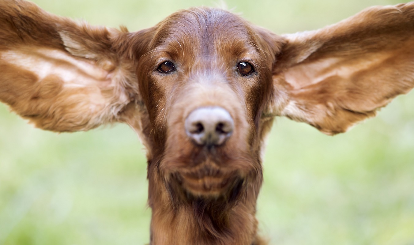 WHY DO DOGS SCRATCH THEIR EARS – THAT SCRATCHY EAR?