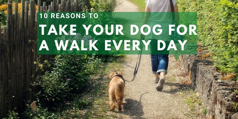 10 Reasons To Take Your Dog For A Walk Every Day