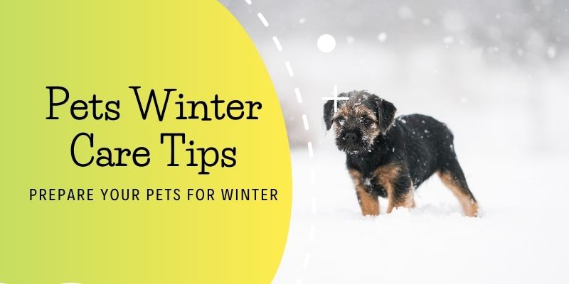 Pet Winter Care Tips: Prepare Your Pets for Winter