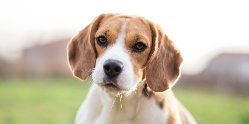 Beagle dogs