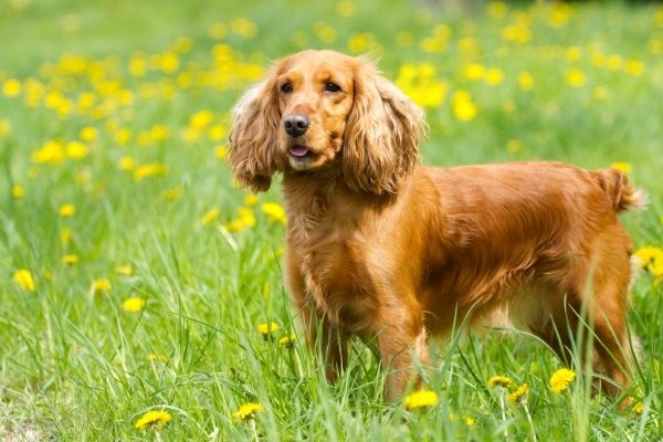 Cocker Spaniel:
