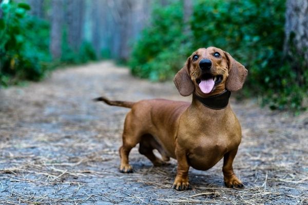 Dachshund Popular Dog Breed in India