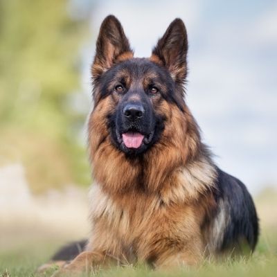 German Shepherd Popular Dog Breed in India