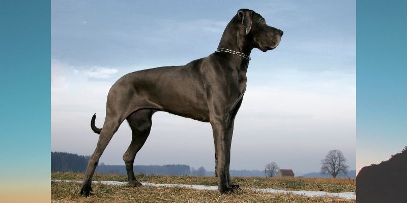 Great Dane Popular Dog Breed in India