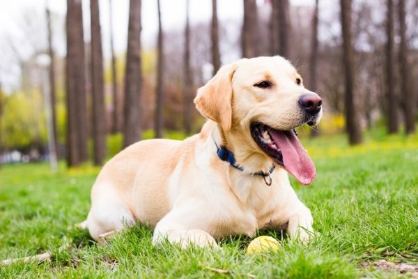 Popular Dog Breed in India