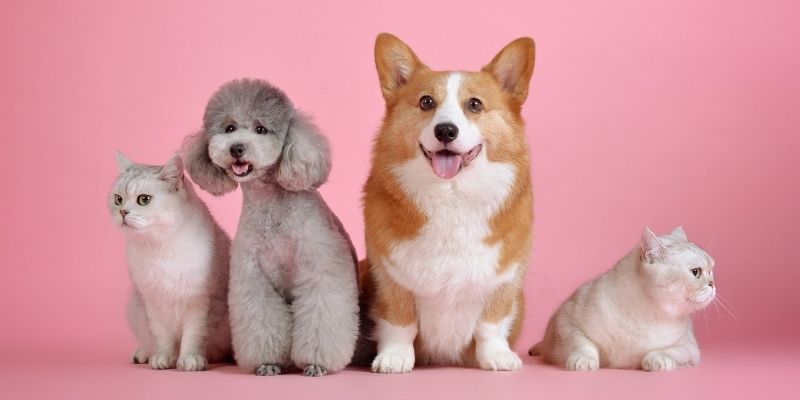 Spaying And Neutering Pets: Frequently Asked Questions