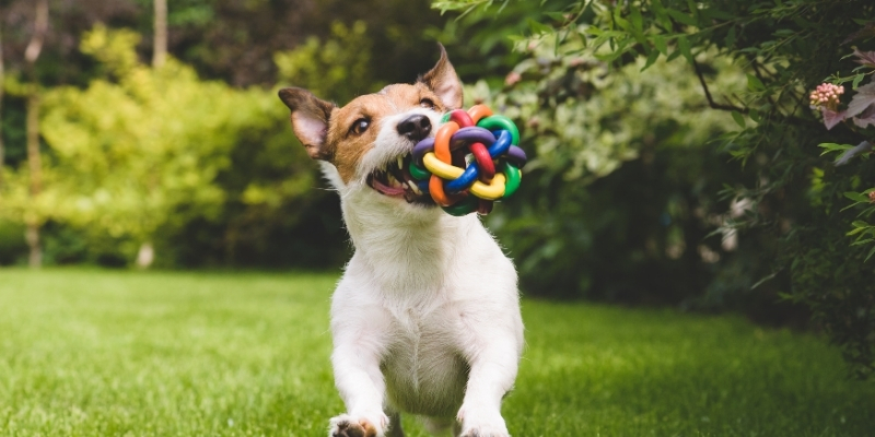 5 fun ways to celebrate the Holidays with your pets