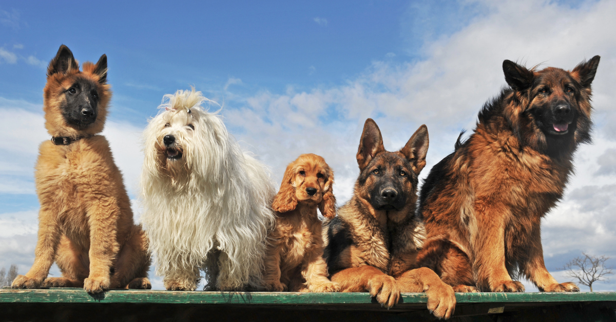 Top 10 Breeds of Dog Popular in India