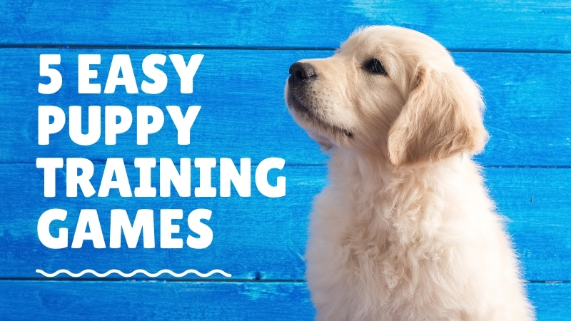 5 Easy Puppy Training Games