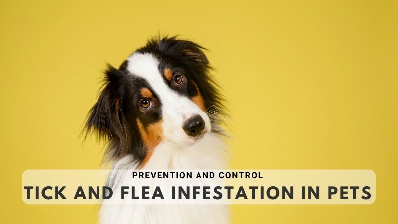 Prevention and Control of Tick and Flea Infestation in Pets