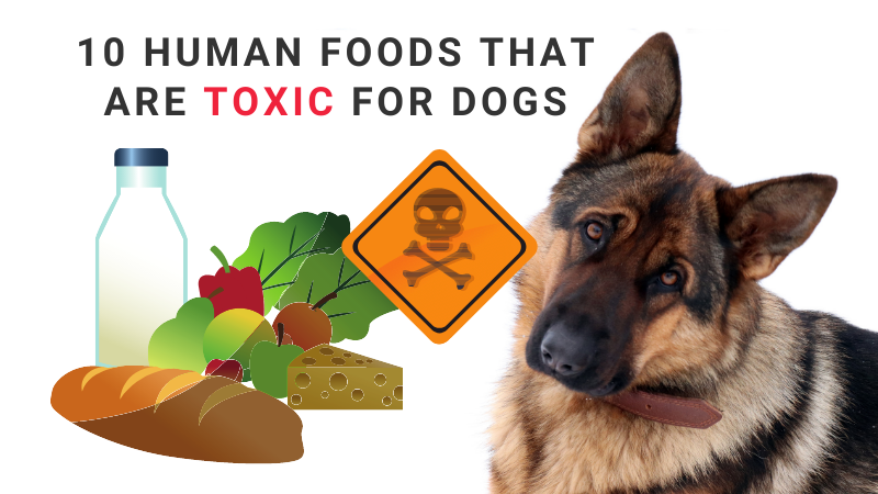 10 Human Foods That Are Toxic For Dogs