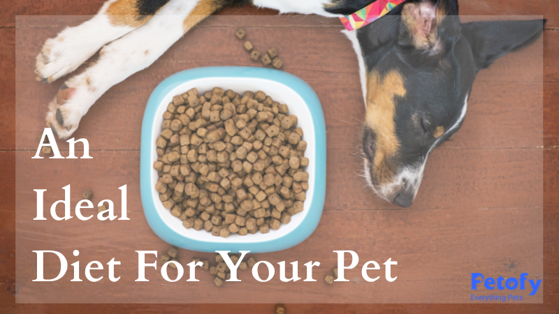 An Ideal Diet For Dogs | Best Feeding Tips