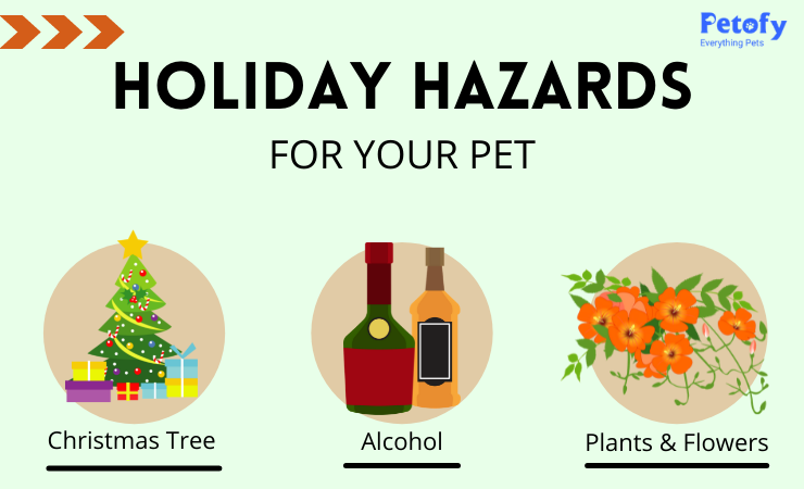 Holiday Hazards Tips For Pets