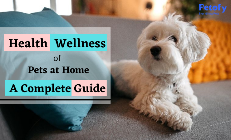 Health & Wellness of Pets at Home | A Complete Guide