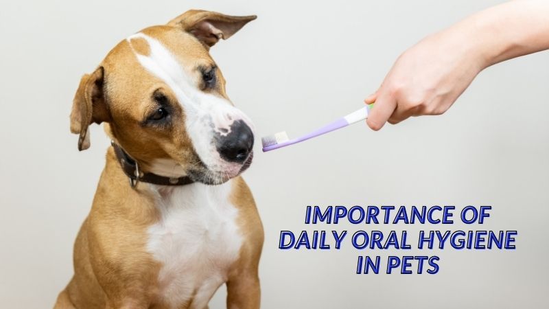 Importance of Daily Oral Hygiene in Pets