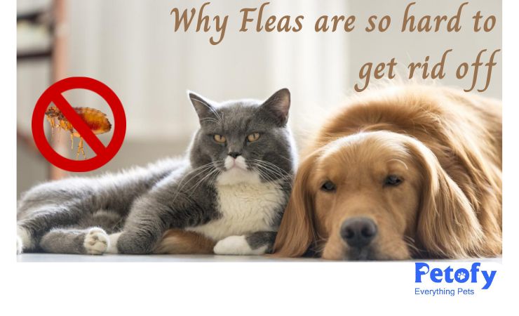 5 Reasons Why Fleas are so Hard to Get Rid Off