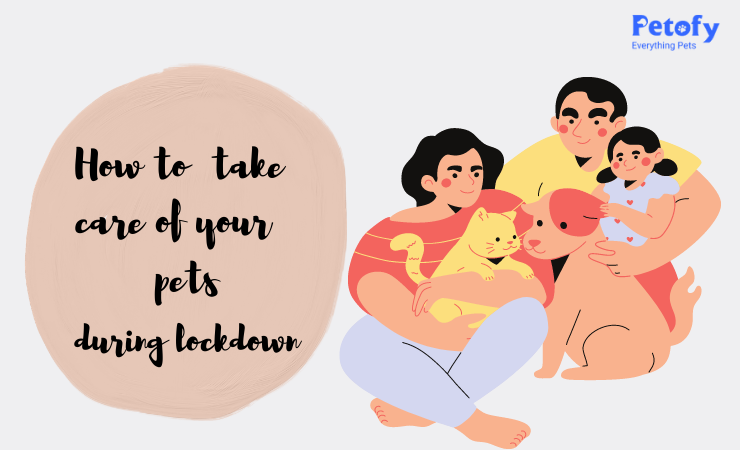 How to Take Care of Your Pet During Lockdown