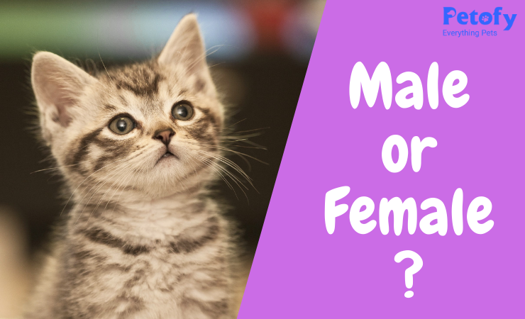 Sex Determination in Kittens