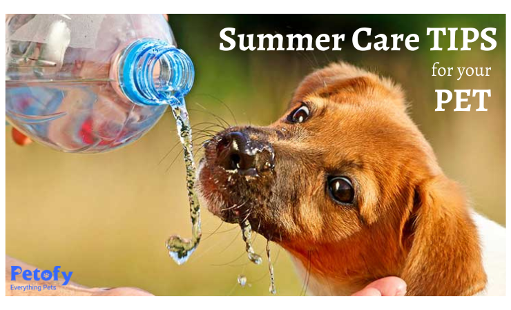Summer Care Tips For Your Pets