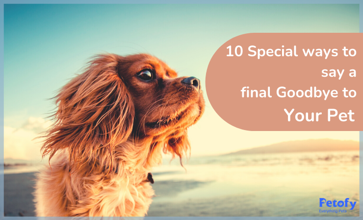 10 Special Ways To Say A Final Goodbye To Your Pet