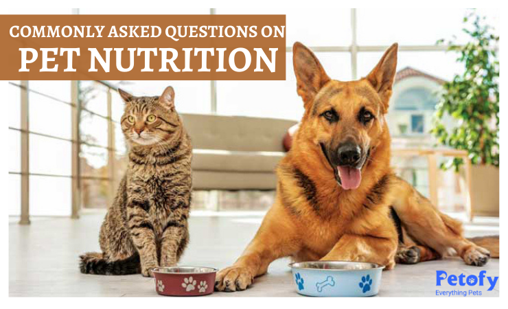 Commonly Asked Questions on Pet Nutrition