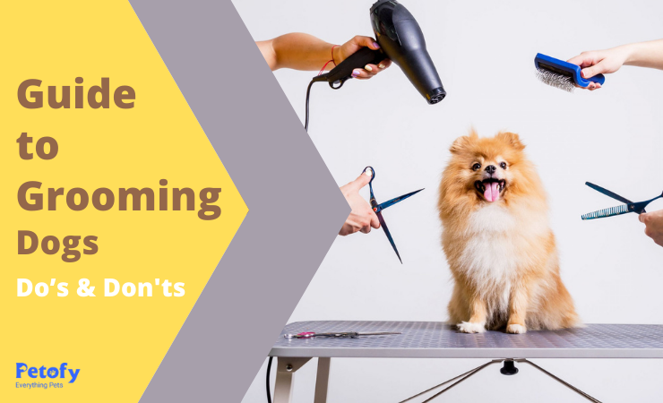 Guide To Grooming Dogs- Do’s & Don’ts