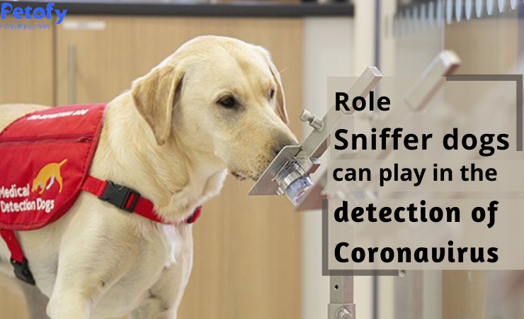 Role Sniffer Dogs Can Play in The Detection Of Coronavirus
