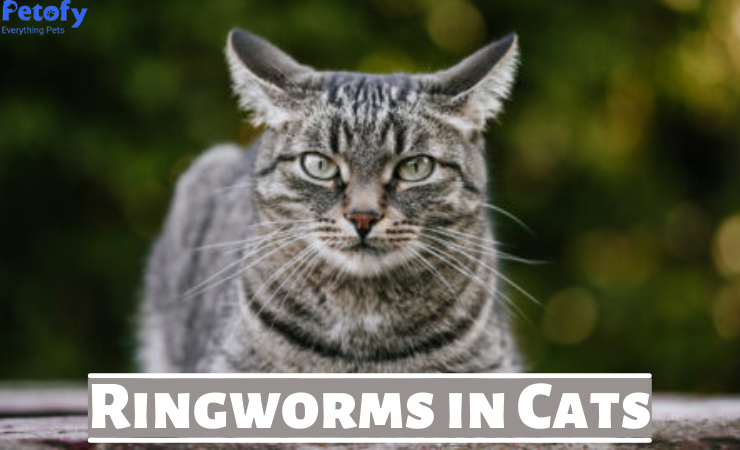 Know Everything About Ringworms in Cats 🐈