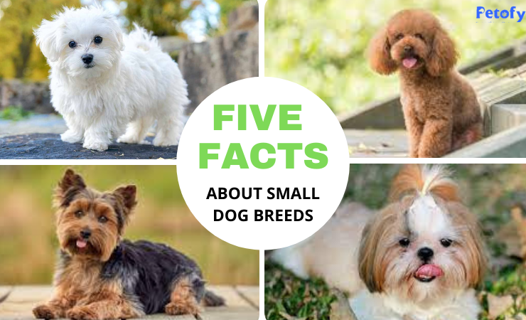 5 Facts About Small Dog Breeds