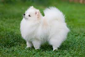 cute small Dog Breed Pomeranian