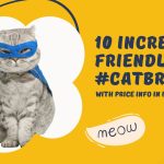 10 Incredible Friendliest Cat Breeds with Price Info in India 2023
