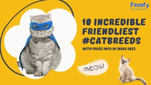10 Incredible Friendliest Cat Breeds with Price Info in India 2023