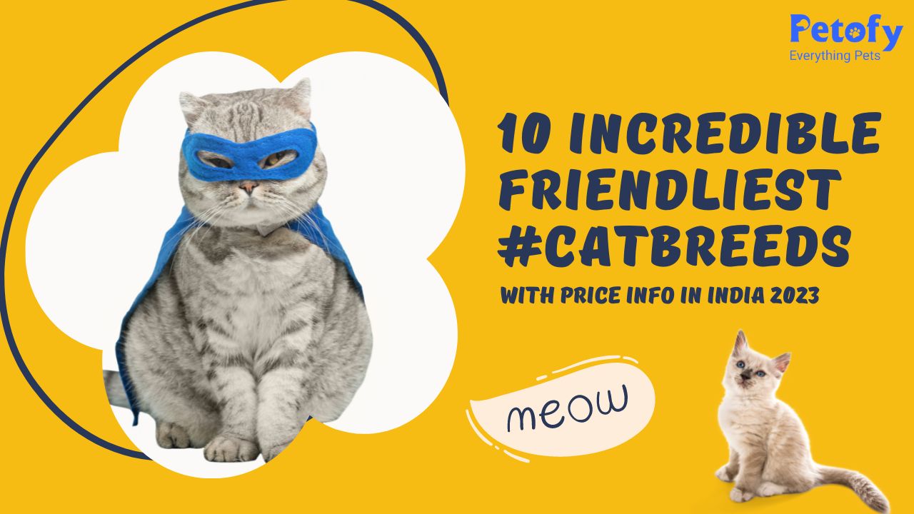 10 Incredible Friendliest Cat Breeds with Price Info in India 2023