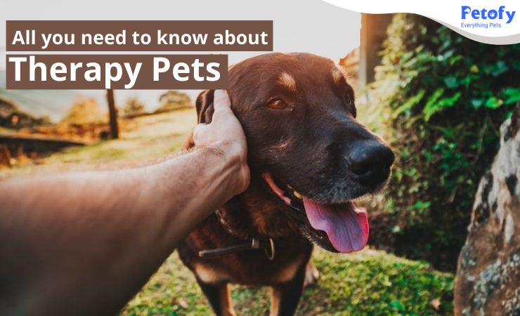 Therapy Pets Everything You Need to Know About