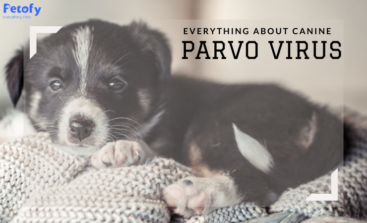 Canine Parvo Virus Everything You Need to Know