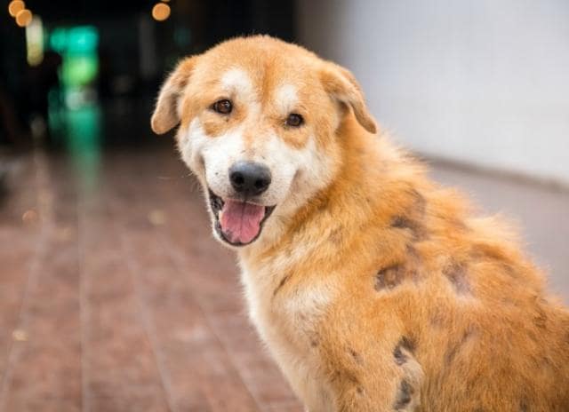Hair Shedding in Dogs – Do’s & Don’ts