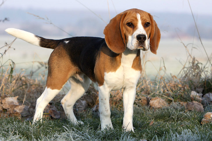Cute Dog Breed Beagle