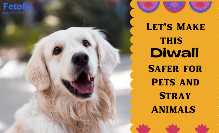 Let’s Make this Diwali Safer For Pets And Stray Animals